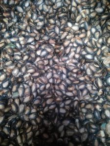 Melon_ Seeds_Accepted _Material