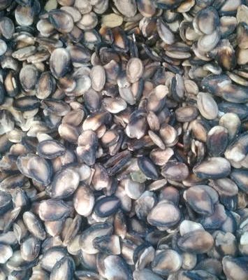 Melon_Seeds_Raw_Material