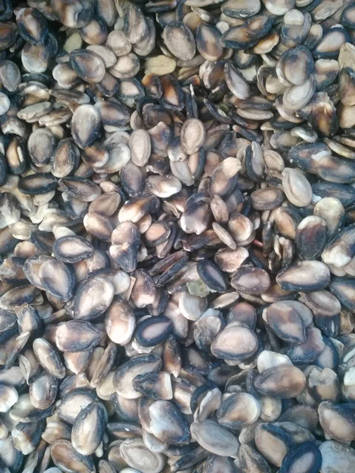 Melon_Seeds_Raw_Material